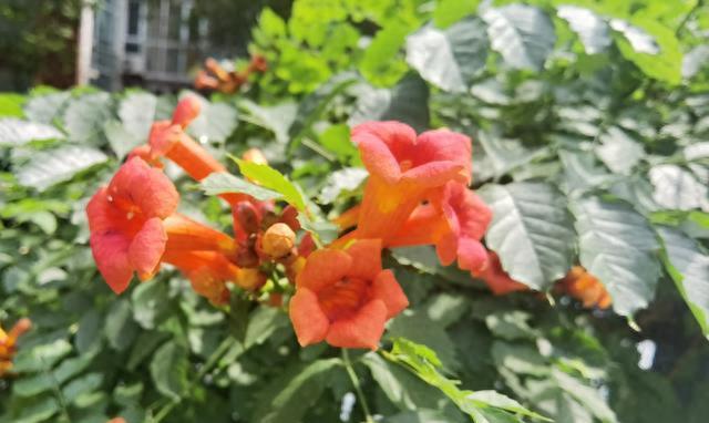 自家小院儿,那些最耐热、耐晒的20种花草,低维护省时省力