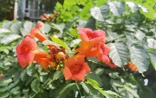 自家小院儿，那些最耐热、耐晒的20种花草，低维护省时省力