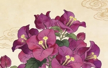 三角梅品种之“最”盘点，养对一款，四季繁花不落幕