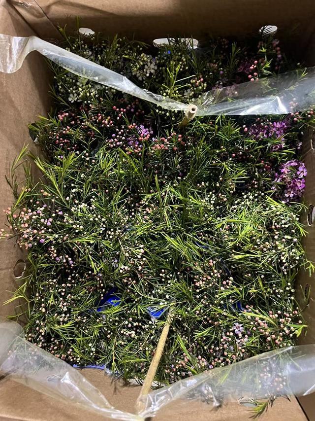 口碑好的花卉绿植排名