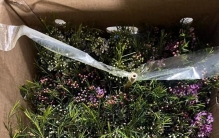 口碑好的花卉绿植排名