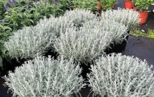 一次栽，年年开！这几种多年生植物你记好，简直就是懒人福音！