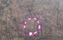 神秘生物现身丛林，目击者反应惊人