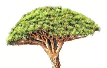 植物里的“万岁爷” 地球上的最长寿植物——龙血树