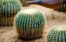 金虎仙人球：懒人必备！ 用最少的操心，养最霸气的巨型球