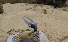 蝌学最前沿丨招潮蟹面对“机械情敌”会作何反应