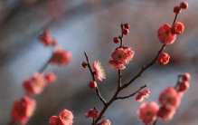 小众植物(如香蒲、地肤)专属文案