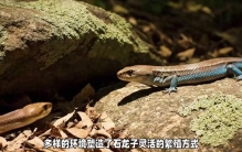 石龙子：卵生策略，自然界的奇妙生物