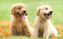 探索世界最长电视剧的奥秘！