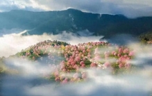 五十年扎根云南！植物学家蔡希陶如何用标本铺就科研路