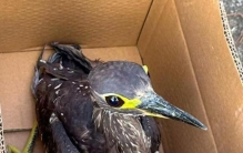 村民钓鱼发现一只受伤的鸟，竟是“世界上最神秘的鸟”，比大熊猫还稀少