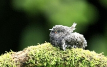 你知道世界上最小的鸟是什么鸟？