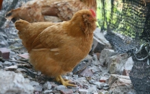 商人最永恒的谋利点是什么？是穷人、低认知的人。历史早已解释了