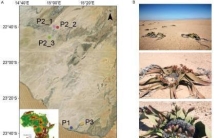 最长寿植物百岁兰如何遗传分化和决定性别？中国团队研究揭示机制