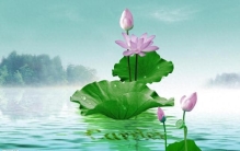 最喜欢的植物 习作练习 小语三下《荷花》拓展教学