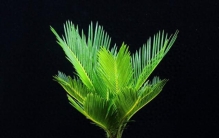 “活化石”银杏铁树，竟然是好养的室内绿植？新手闭眼入都不会错