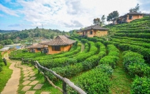 云南普洱，到底骗了多少人？居然拥有 5 个 “世界之最”！