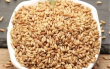 植物种仁中的安神药——柏子仁