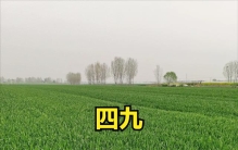 四九预言已出！老人言：四九暖则倒春寒，今年冷暖定收成？