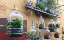 矿泉水瓶养花指南:省钱又好看，这些植物最适合