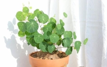 适合养在室内4种“爬藤绿植”，一长就是一面墙，种一次就上瘾！