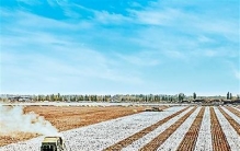 新疆沙雅有片“聪明的棉田”