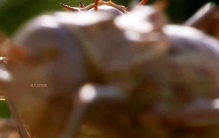 大自然它是一只昆虫，却以雏鸟为食，可人们奇妙生物，如此...