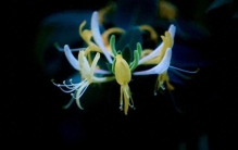 农村无杂草，认识全是宝 之金银花（每天以故事认识一种）