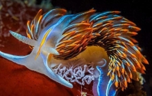 深海奇异生物大揭秘