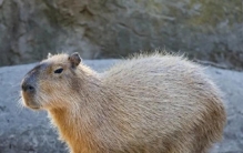 几个南美动物之最