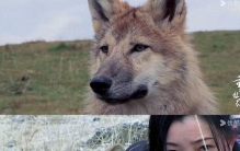 若尔盖的风雪里，藏着人类最该读懂的爱与自由