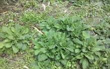 叶面皱皱的，老人叫它“降火草”，懂的人都在找，晒干泡茶好处多