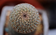 全网最狠植物：仙人球，当代年轻人的精神导师