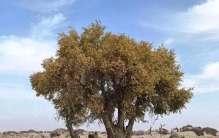 自然界中，哪些植物的“生存智慧”最让你感到惊叹