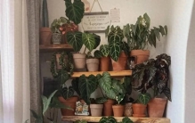 多肉全养死了，别再养了，开春养点绿植，家里绿意十足！