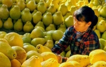 “不卷”的柚子——土地、树与人的三十年守望