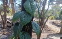 海南荖叶火了！老一辈的“宝藏绿植”，浑身是宝，好种植还超省心