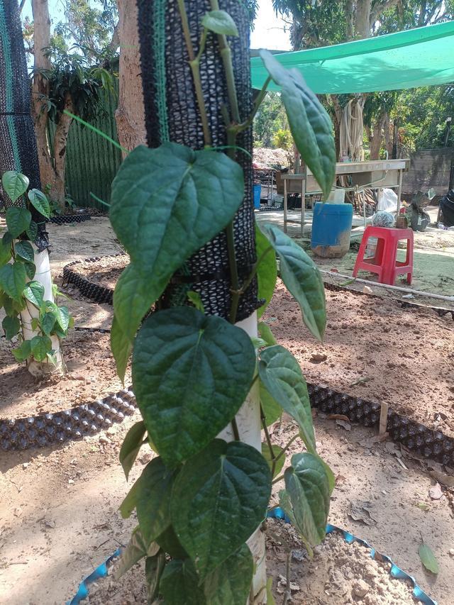 海南荖叶凭什么火遍全国?老祖宗的宝藏绿植,新手也能零失败!