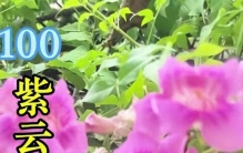 藏在自然里的小众美好，这三种植物美到心尖