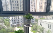 植物软装指南：这8种高颜值室内植物，新手也能养好