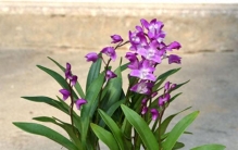 3种“仙草”级别的石斛，花色惊艳价值珍贵，遇见是你的福气！