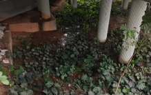 广东路边的绿植，北方卖20一盆，为什么没人挖？难道是不值钱？