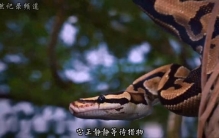全球最长的蛇类#自然