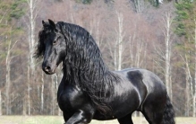 现存世界10大名马，“汗血宝马”竟不是最名贵的