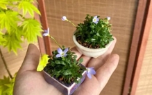 路边的“小野花”，顺手挖一株，回家养成“小盆景”，太治愈了