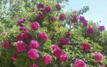 “十大旺财花”越老越值钱，建议养一盆，越养越“富贵”