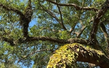 别再误认成兰科！球兰，花成球、叶肥厚，懒人绿植界的颜值担当