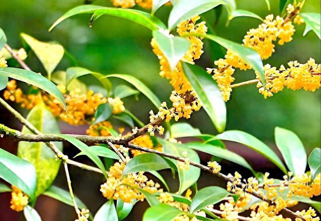 庭院耐阴植物精选：十大幽境之花，点亮斑驳光影间