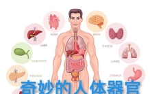 奇妙的人体器官：甲状腺（内分泌系统的总工程师）