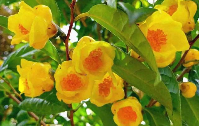 此花号称“大自然黄金”，通体金黄，营养丰富，是难得一遇的珍品